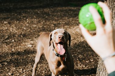 Actividades lúdicas para estimular a tu mascota en verano