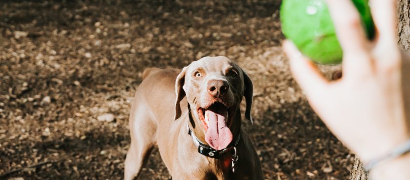 Actividades lúdicas para estimular a tu mascota en verano