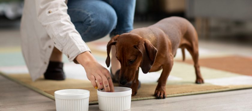 Beneficios de la comida húmeda para perros con problemas de salud