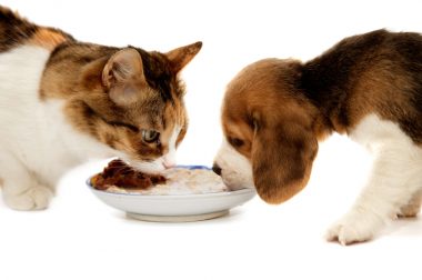Alimentos deshidratados para mascotas