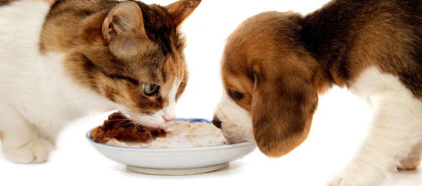 Alimentos deshidratados para mascotas