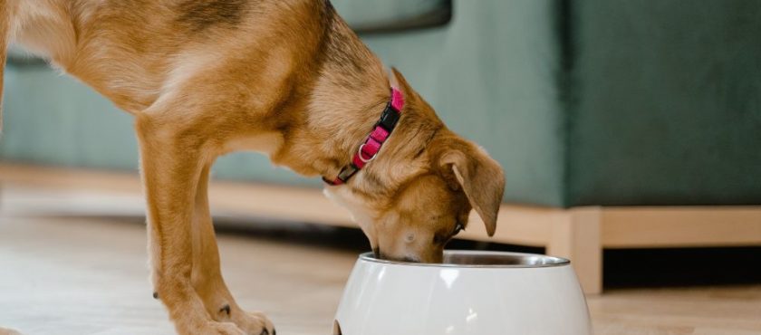 Comida para perros en verano, ¿qué tener en cuenta?
