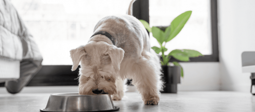 Comida para perros, ¿por qué dar un pienso diferente según la edad? Comida para perros, ¿por qué dar un pienso diferente según la edad?