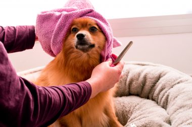 Consejos de peluquería canina: cuidado de los ojos y oídos
