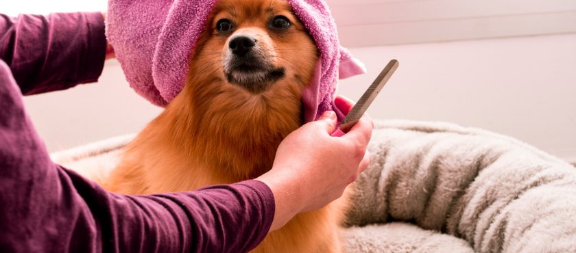 Consejos de peluquería canina: cuidado de los ojos y oídos