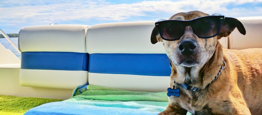 Consejos para alimentar a tu perro durante el verano