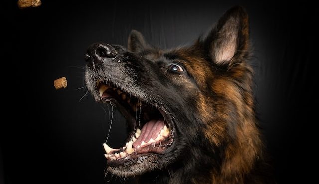 Cuidado y seguimiento en una dieta hipoalergénica para tu perro