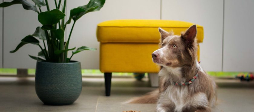 Fuentes de proteínas saludables para cuidar el bienestar de tu perro