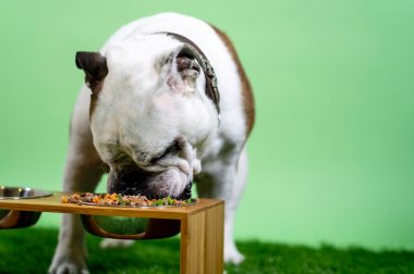 Guía de huesos carnosos en la dieta BARF para perros