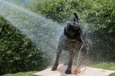 Hidratación para perros: consejos para una mascota sana en verano