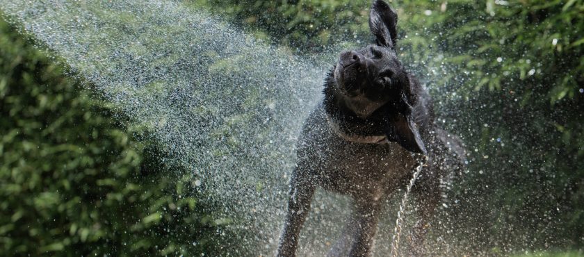 Hidratación para perros: consejos para una mascota sana en verano