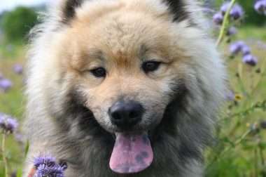 Aromaterapia canina: Desodorantes para perros que relajan y refrescan
