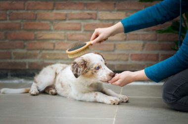 ¿Por qué es importante cepillar a tu perro regularmente?