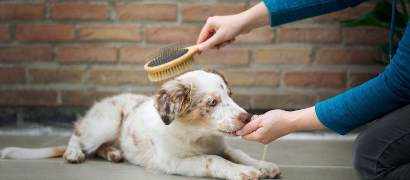 ¿Por qué es importante cepillar a tu perro regularmente?