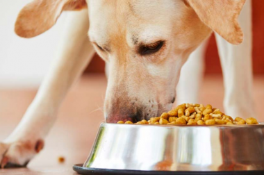 Enfermedades comunes en perros por mala alimentación