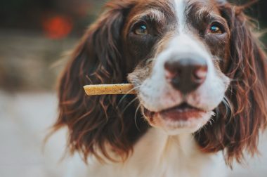 Snacks para perros saludables para un buen refuerzo positivo