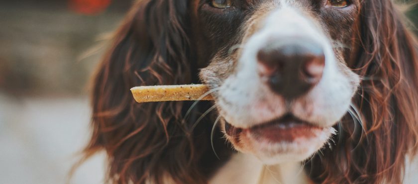 Snacks para perros saludables para un buen refuerzo positivo