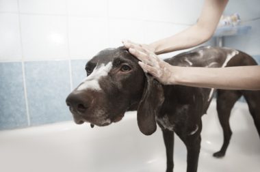 Baño y cuidado del pelo de tu perro