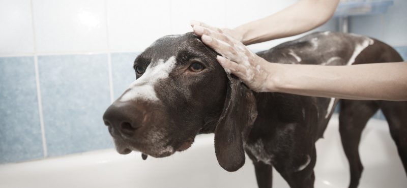 Baño y cuidado del pelo de tu perro Baño y cuidado del pelo de tu perro