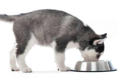 ¿Se puede mezclar pienso con comida húmeda para perros?