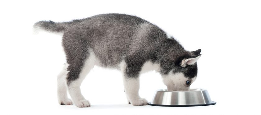 ¿Se puede mezclar pienso con comida húmeda para perros?