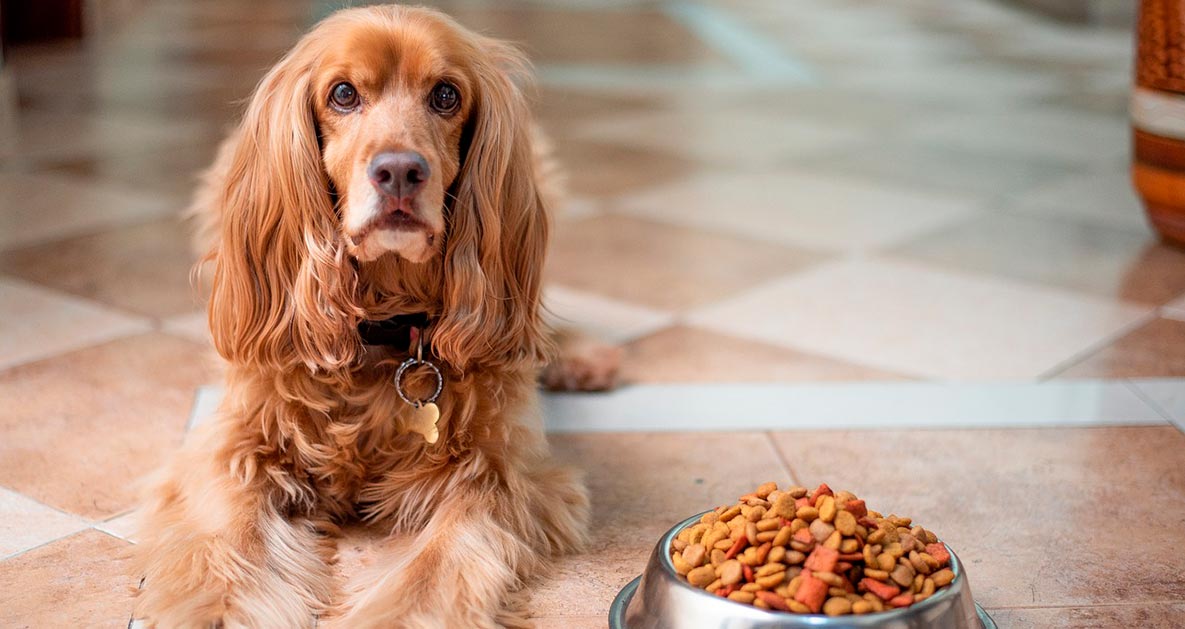 víctima acero Ceder Se puede mezclar pienso con comida húmeda para perros? – Los consejos de  Mascotapasión