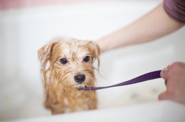 ¿Cómo bañar a un perro cuando hace frio?