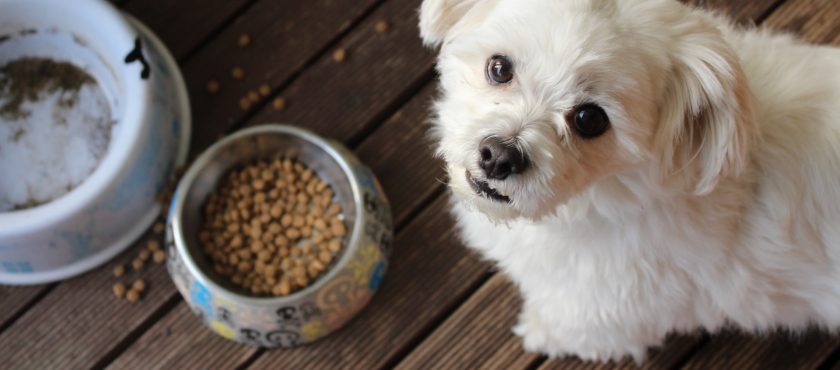 ¿Cómo realizar transiciones alimentarias saludables para tu perro?